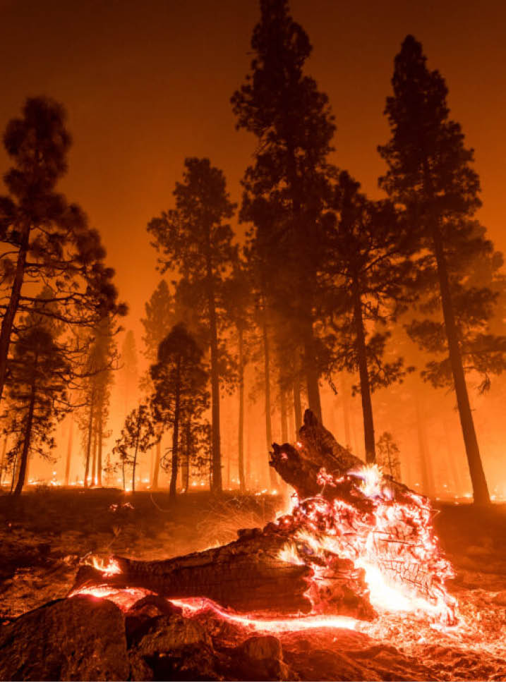 A fire is burning in a forest, surrounded by trees. AI generated content