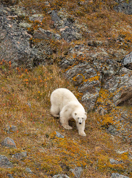 A polar bear is walking on a rocky hillside with yellow flowers. AI generated content