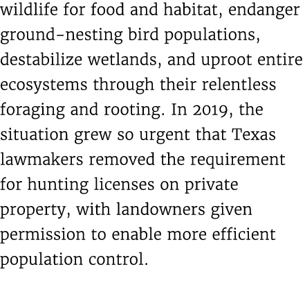 wildlife for food and habitat, endanger ground nesting bird populations, destabilize wetlands, and uproot entire ecos...