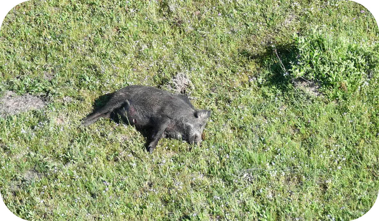 A black bear is lying on the grass. AI generated content