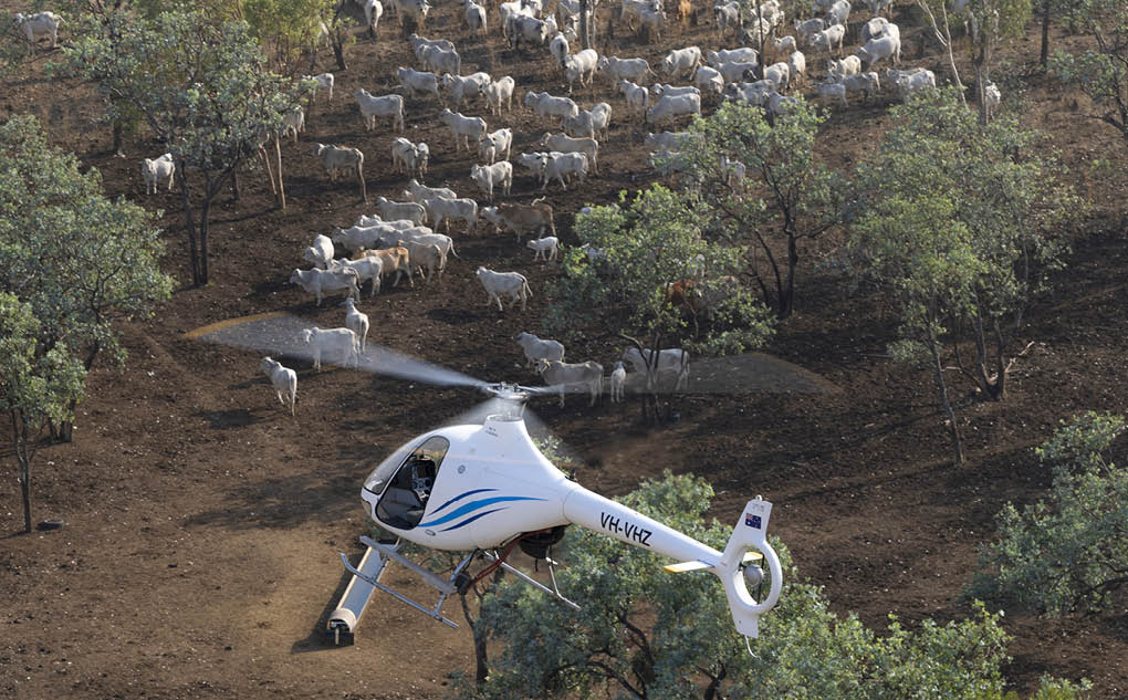 A small white helicopter is flying low over a dry, sparsely wooded area with a herd of white cattle scattered on the ground below. Description generated by AI