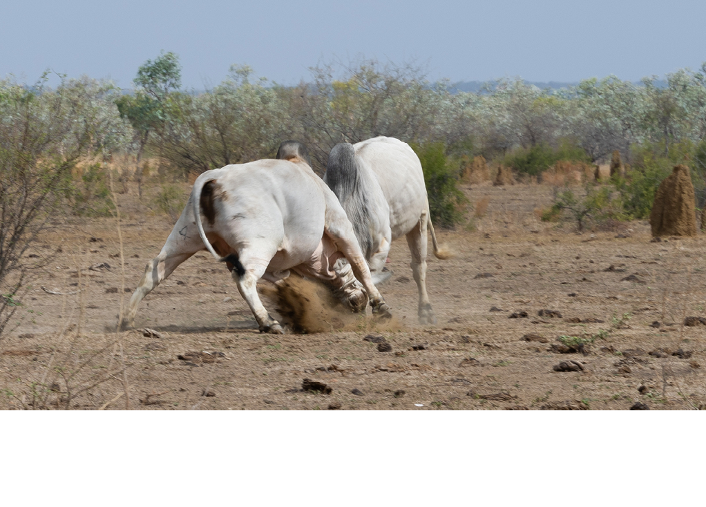 Two bulls are engaged in a head-to-head fight on a dry, open field with sparse vegetation in the background. Description generated by AI
