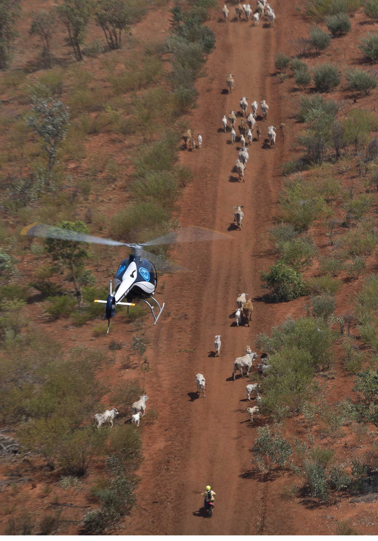 A helicopter flies low over a dirt road where a person on a motorcycle is herding a group of cattle surrounded by sparse vegetation. Description generated by AI