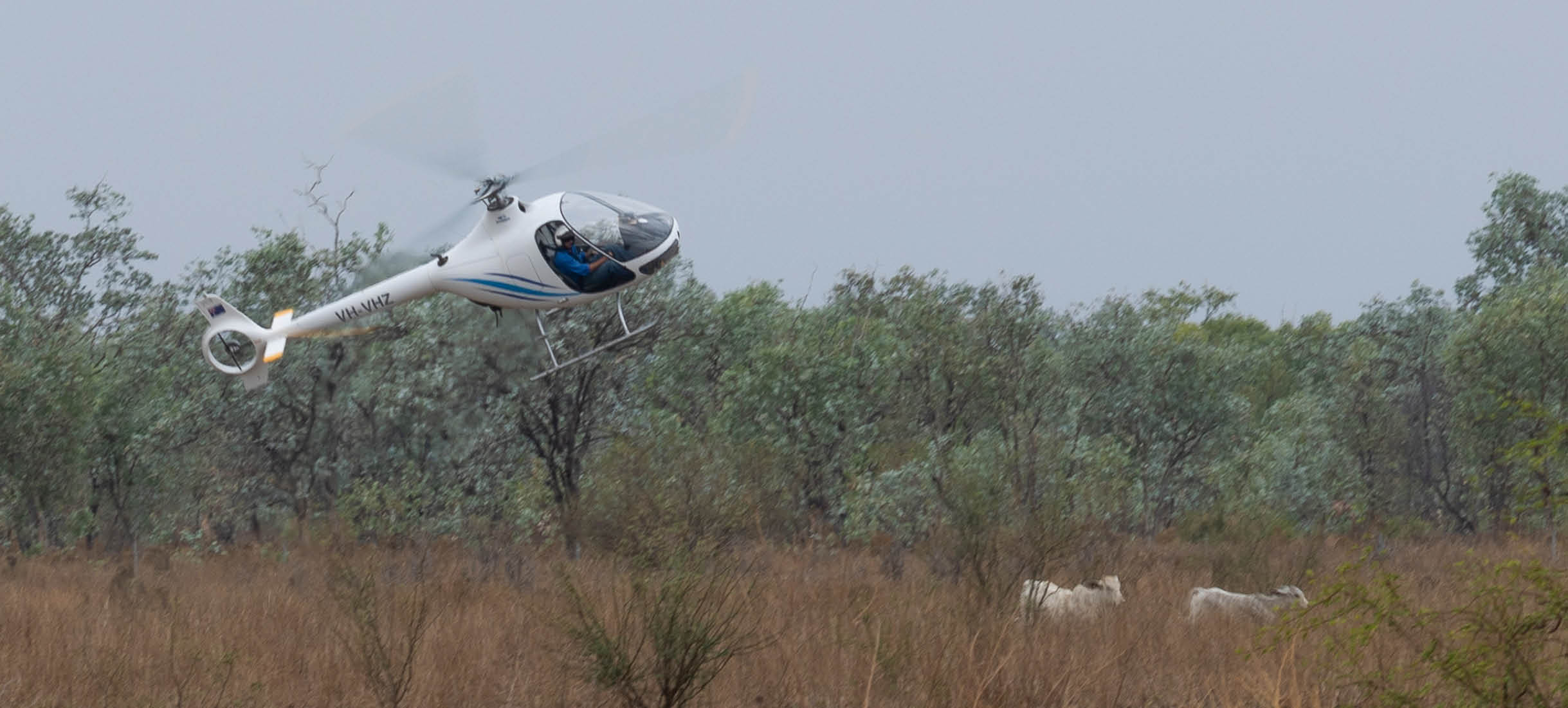 A small white helicopter is flying low over a grassy field with two white horses running nearby and trees in the background. Description generated by AI