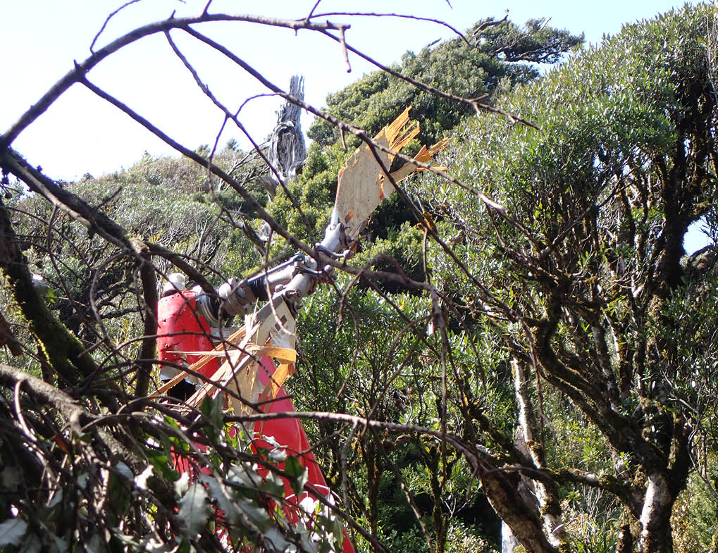 A person wearing a red jacket is climbing or working among dense tree branches in a forested area. Description generated by AI