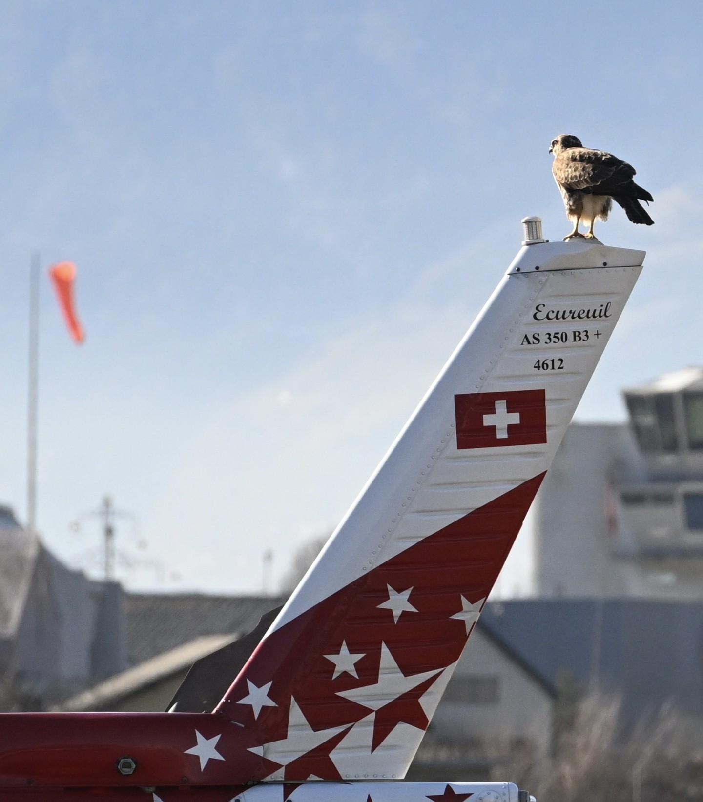 Un rapace posé sur la queue d un Écureuil