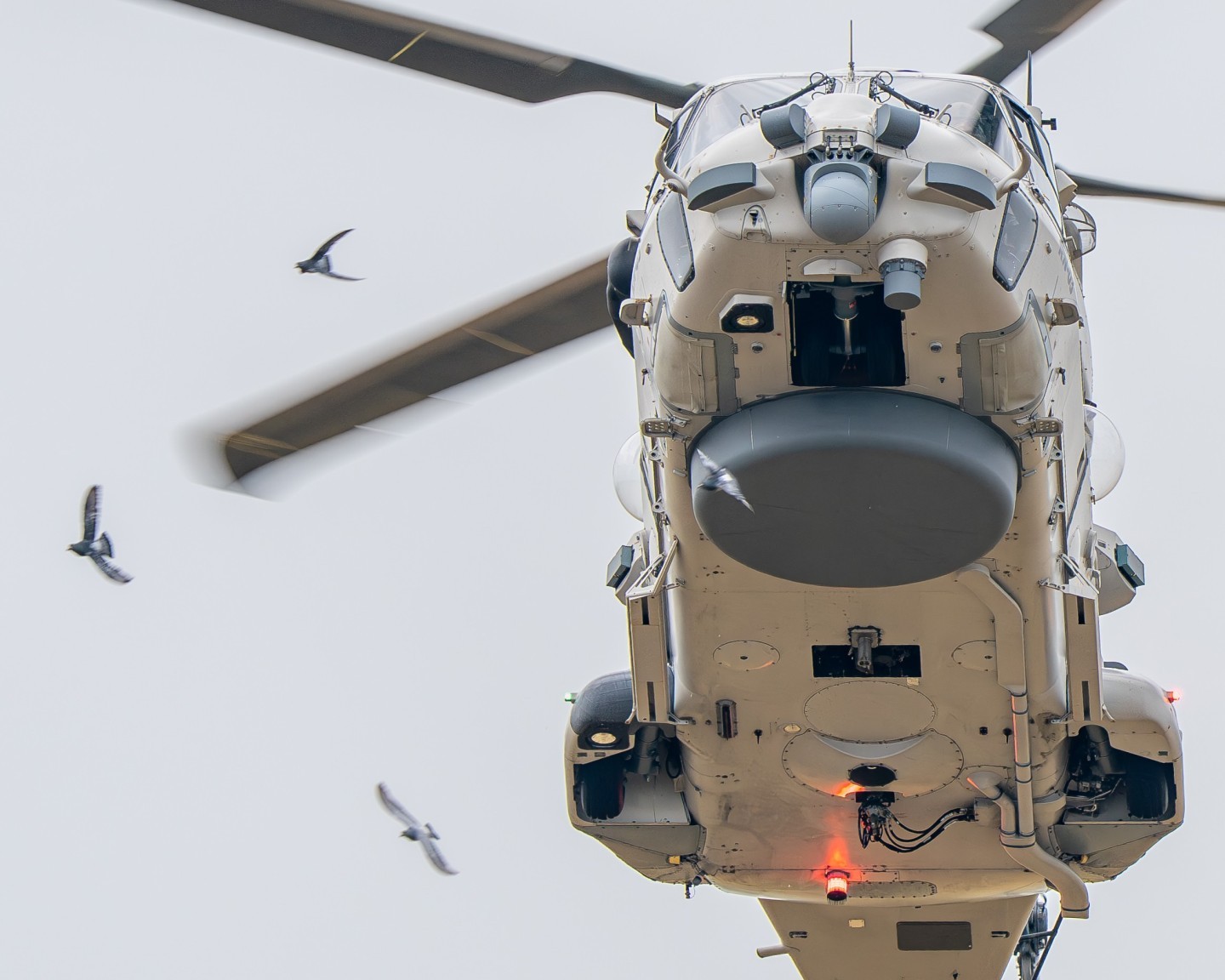 Seabirds around Belgian Airforce 40sqn Search And Rescue
Cabin Operator & SAR Diver
Airbus NH90 NFH