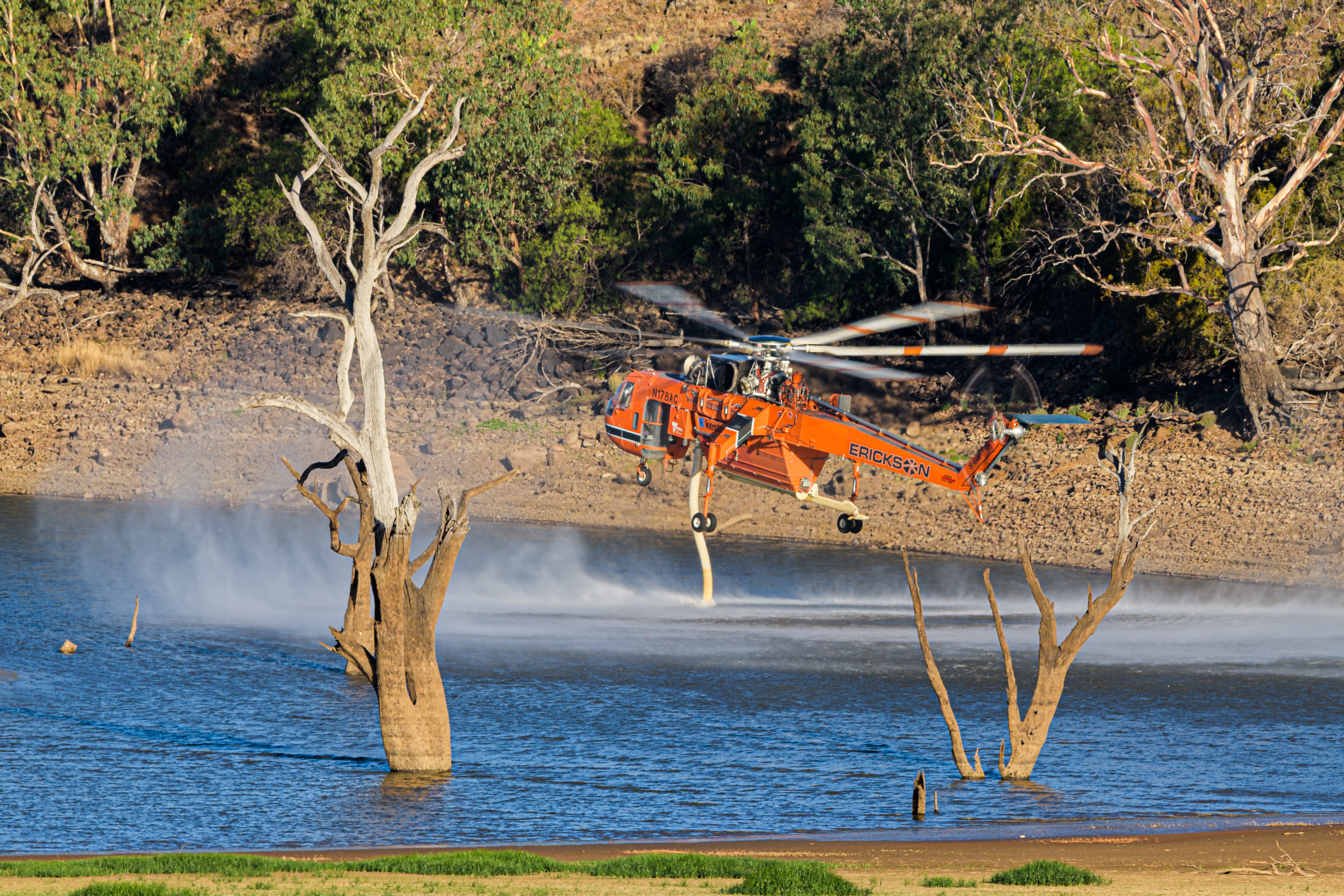 Between trees: Erickson Inc. Skycrane N178AC "Isabelle" picks up water with its pond snorkle down in the Werribee River during a fire at Hopetoun Park.